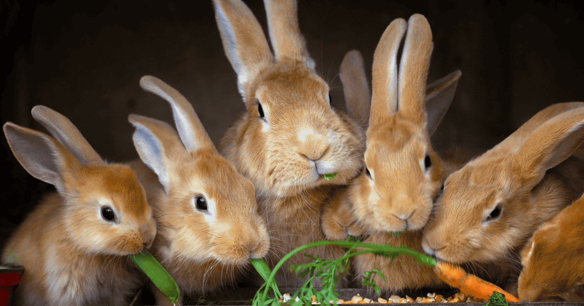 تربية الأرانب ممتعة جدًا ولكن ماذا عن نظافتها؟!