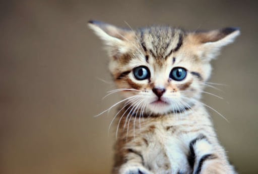 امراض عيون القطط، فرط الدموع عند القطط تعرف على أسبابه وكيفية علاجه.