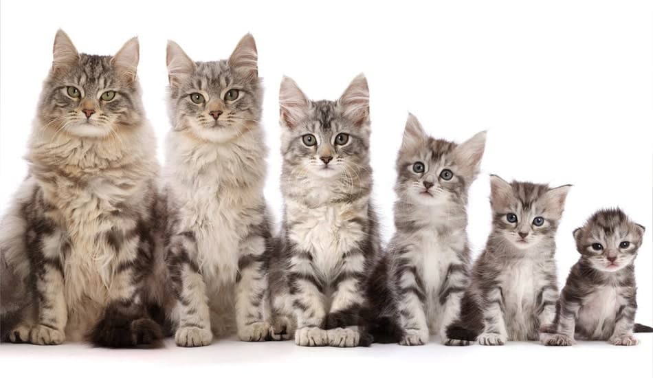 مراحل عمر القطط بالصور شاهد مراحل نمو القطط.