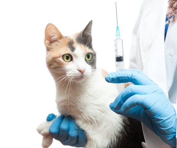 سعر تطعيم القطط