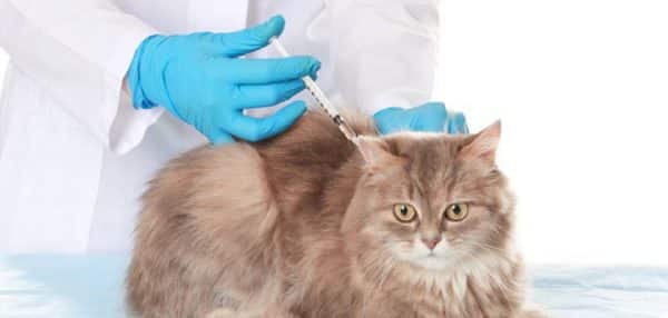 سعر تطعيم القطط