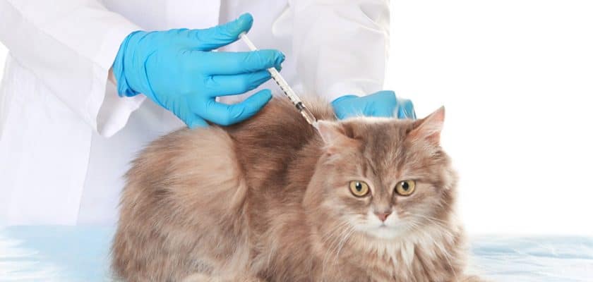 سعر تطعيم القطط، ما هي أسعار تطعيم القطط بالرياض؟