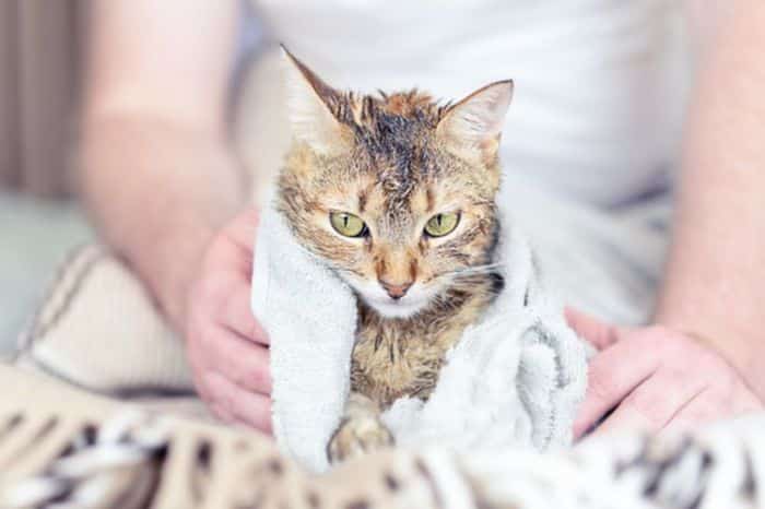 أسعار تنظيف القطط في واحة الحيوان، تعرف على طريقة ترويش القطط.