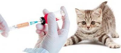 تطعيم القطط