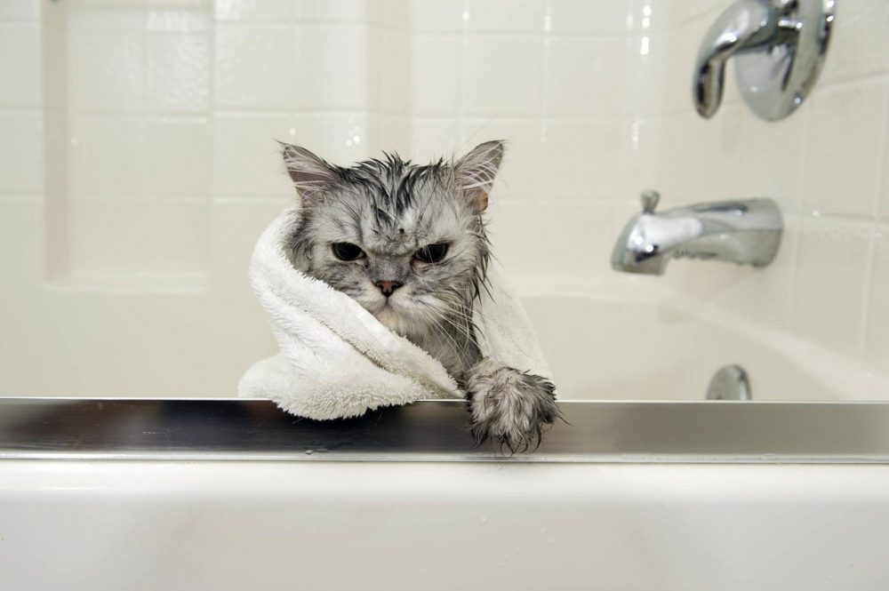 أسعار تنظيف القطط في واحة الحيوان
